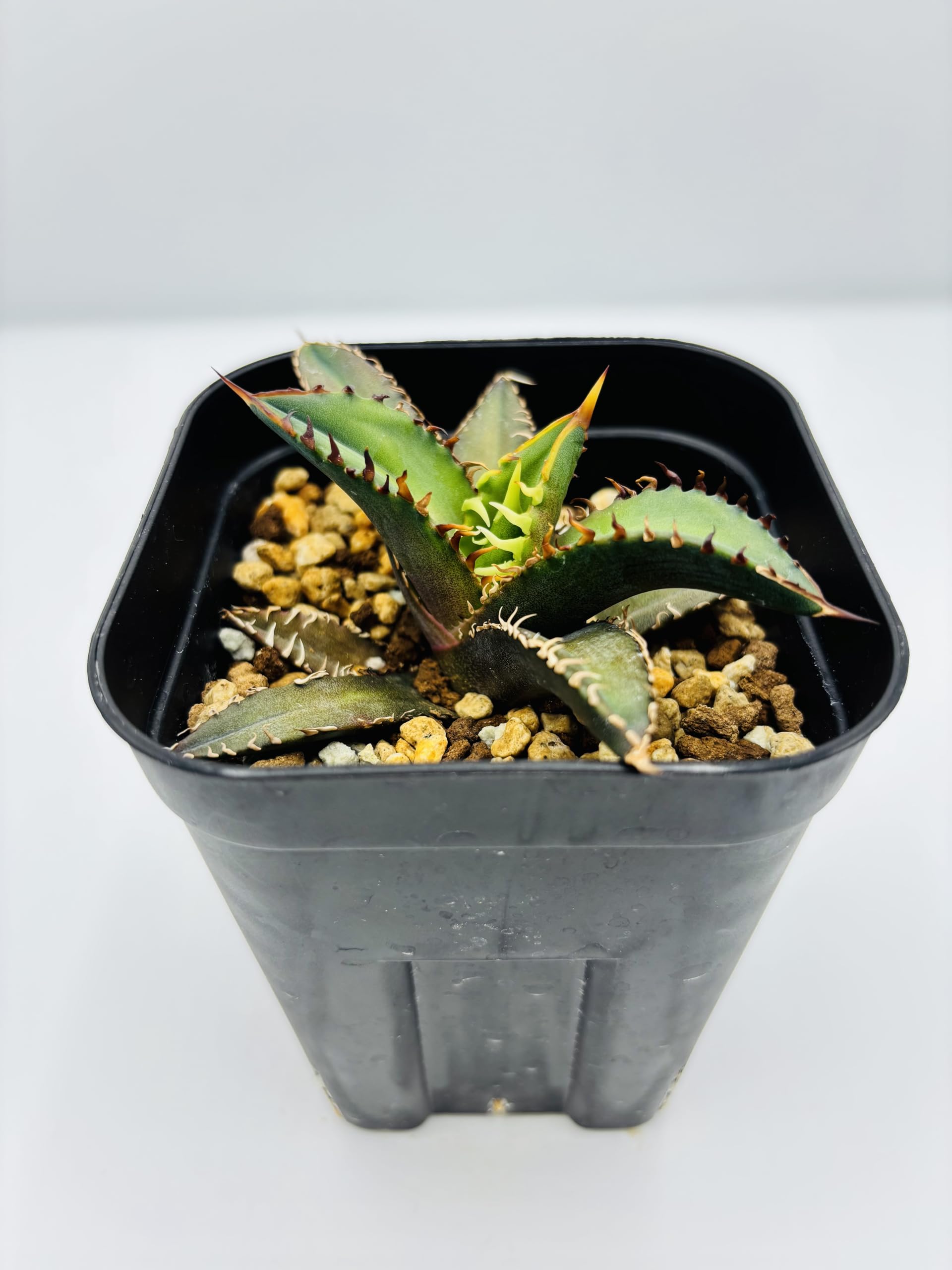 Amazon｜アガベ チタノタ 赤猫/Agave titanota 'Red Catweazle'/観葉
